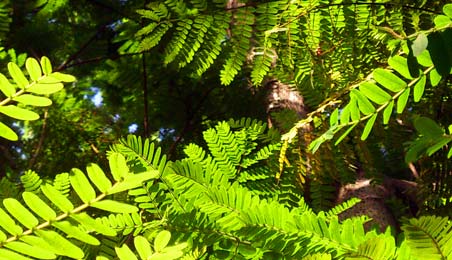 Green Trees in Sunlight