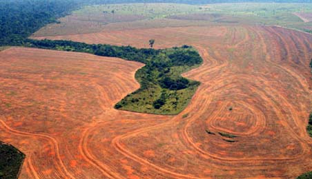 Deforestation in Amazon Rainforest