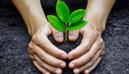 Planting a Tree