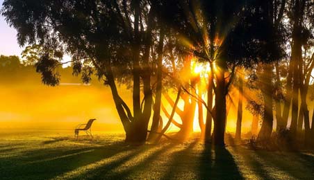Trees in the Morning as a hope