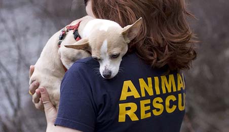 A volunteer rescuing a dog taking it on her shoulder