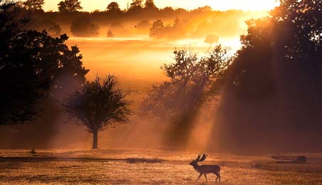 A beautiful evening on an open land with surrounding trees and a deer walking towards left
